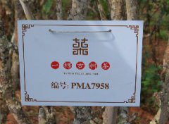 普洱茶古树