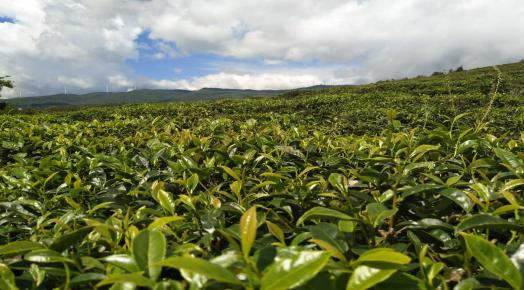 楚雄茶区