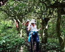 真实雨林古油茶树,承传统式手工制作